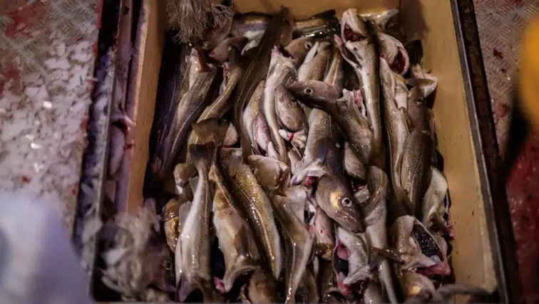 Sofranızdaki Balık Gerçekten O Mu? Küresel Pazarda %20’yi Etkileyen Büyük Sahtekârlık