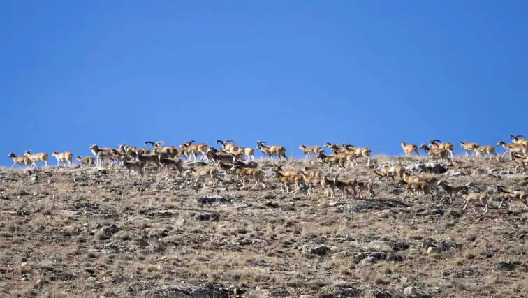 Konya bozkırlarında nadir görüntü: Anadolu Cerenleri'nin sayısı 770’e ulaştI