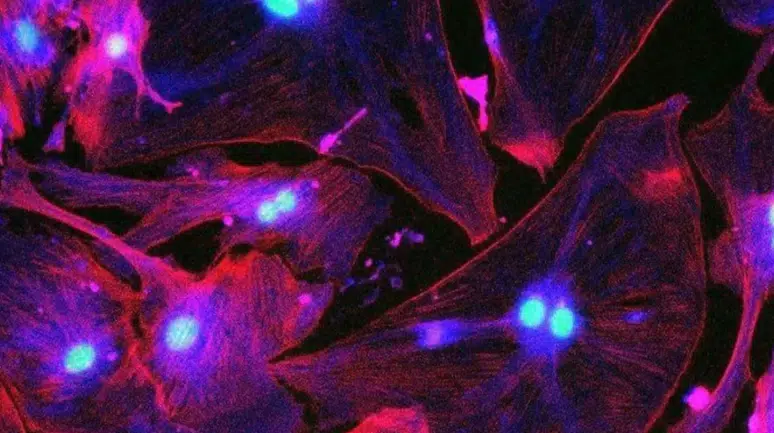 Yaşlanmanın Görünmeyen Yüzü: “Zombi Hücreler” Sağlığı Nasıl Etkiliyor?