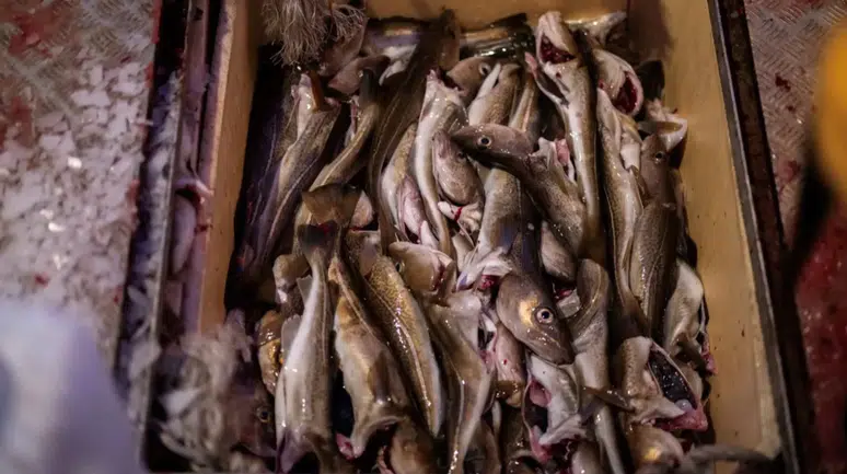 Sofranızdaki Balık Gerçekten O Mu? Küresel Pazarda %20’yi Etkileyen Büyük Sahtekârlık