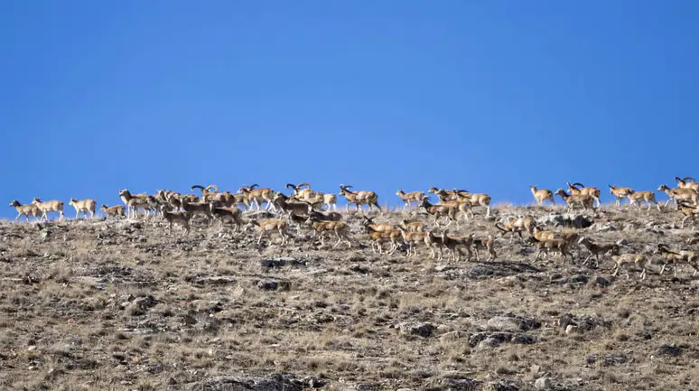 Konya bozkırlarında nadir görüntü: Anadolu Cerenleri'nin sayısı 770’e ulaştI