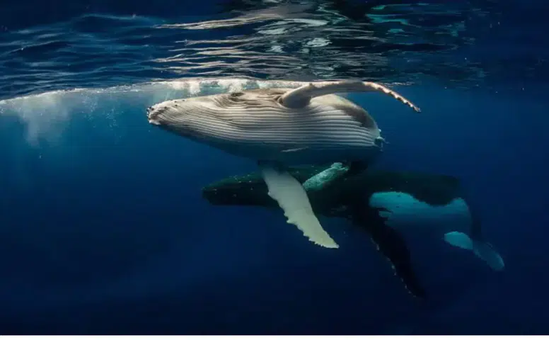 Bitcoin Balinasından Şaşırtan Hamle: MARA Holdings Satışa Başladı, Ethereum Balinaları İse Rekor Alım Gerçekleştirdi