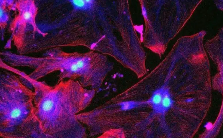 Yaşlanmanın Görünmeyen Yüzü: “Zombi Hücreler” Sağlığı Nasıl Etkiliyor?