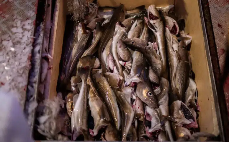 Sofranızdaki Balık Gerçekten O Mu? Küresel Pazarda %20’yi Etkileyen Büyük Sahtekârlık