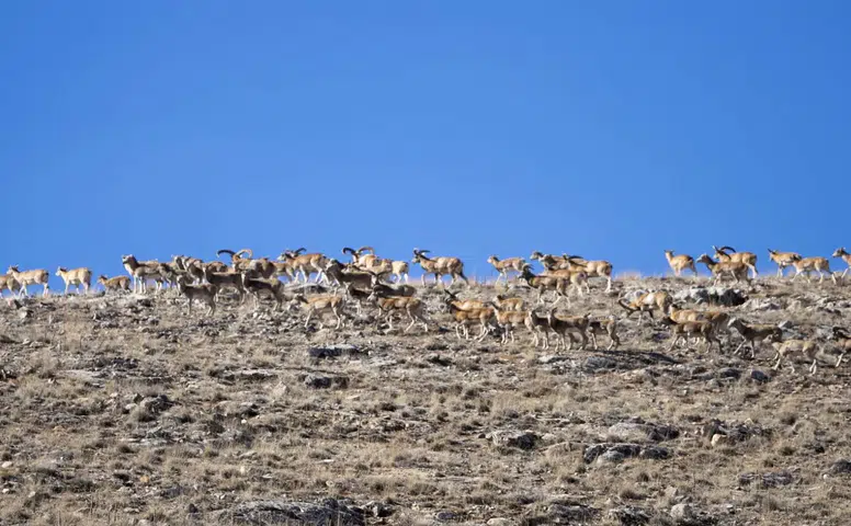 Konya bozkırlarında nadir görüntü: Anadolu Cerenleri'nin sayısı 770’e ulaştI