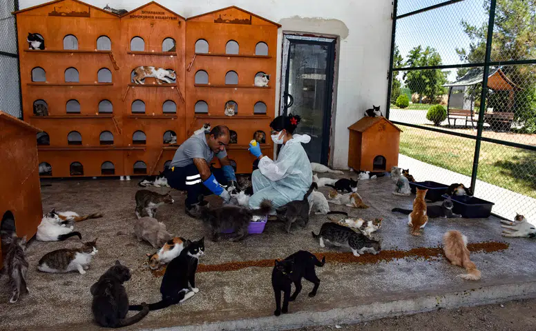 Ayşe Hilal Sayan Koytak Kimdir?