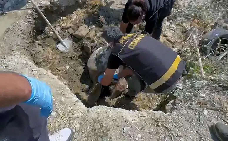 Pınar Eliçe Kimdir?